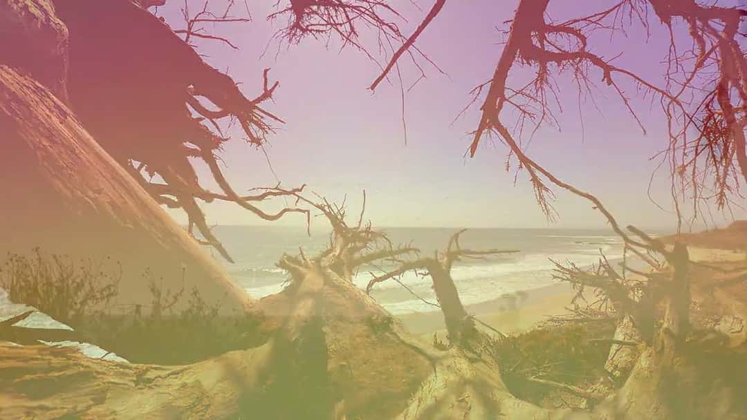 Fotograma del lyric video oficial de «Come On California»: troncos y raíces secas en una playa, con el mar de fondo y una luz rosada y dorada